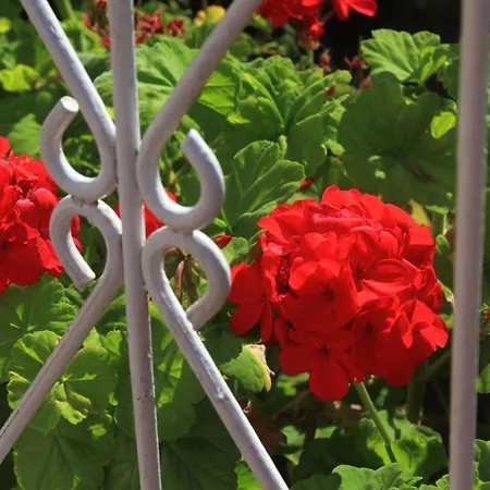 Apartamento With Parking Space Orebic, Peljesac - 10093 *