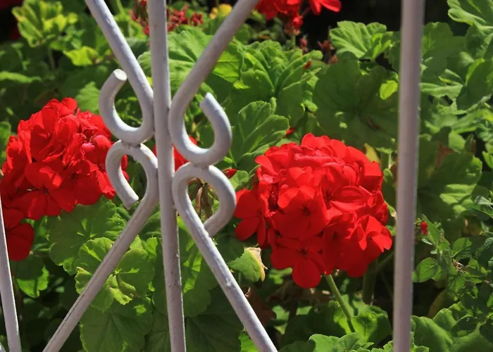 Apartamento With Parking Space Orebic, Peljesac - 10093 *